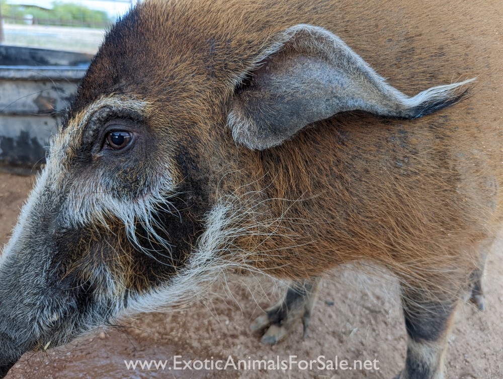Adult pair of red river hogs for Sale
