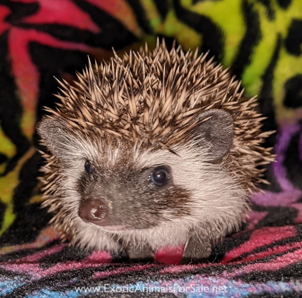 Baby Hedgehogs! Located in Oklahoma for Sale