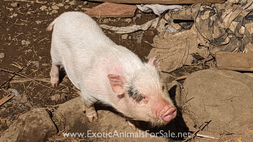 MicroMiniature Pigs for Sale
