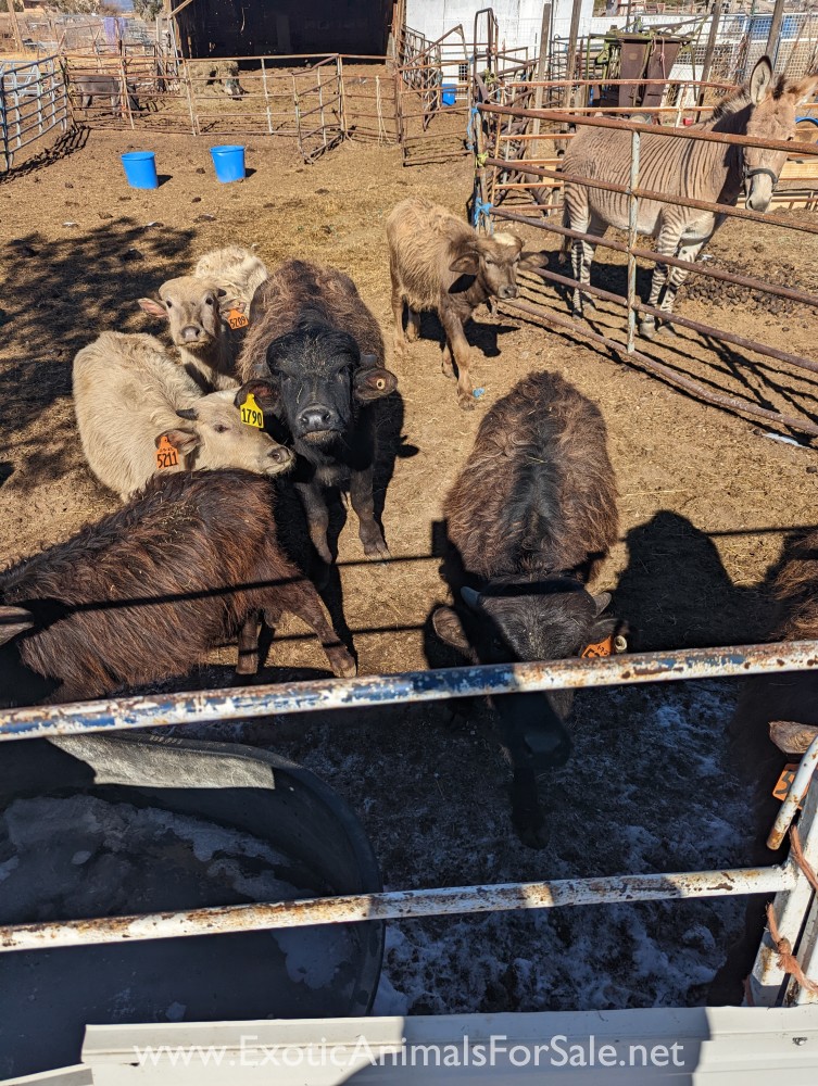 Yearling water buffalo for Sale