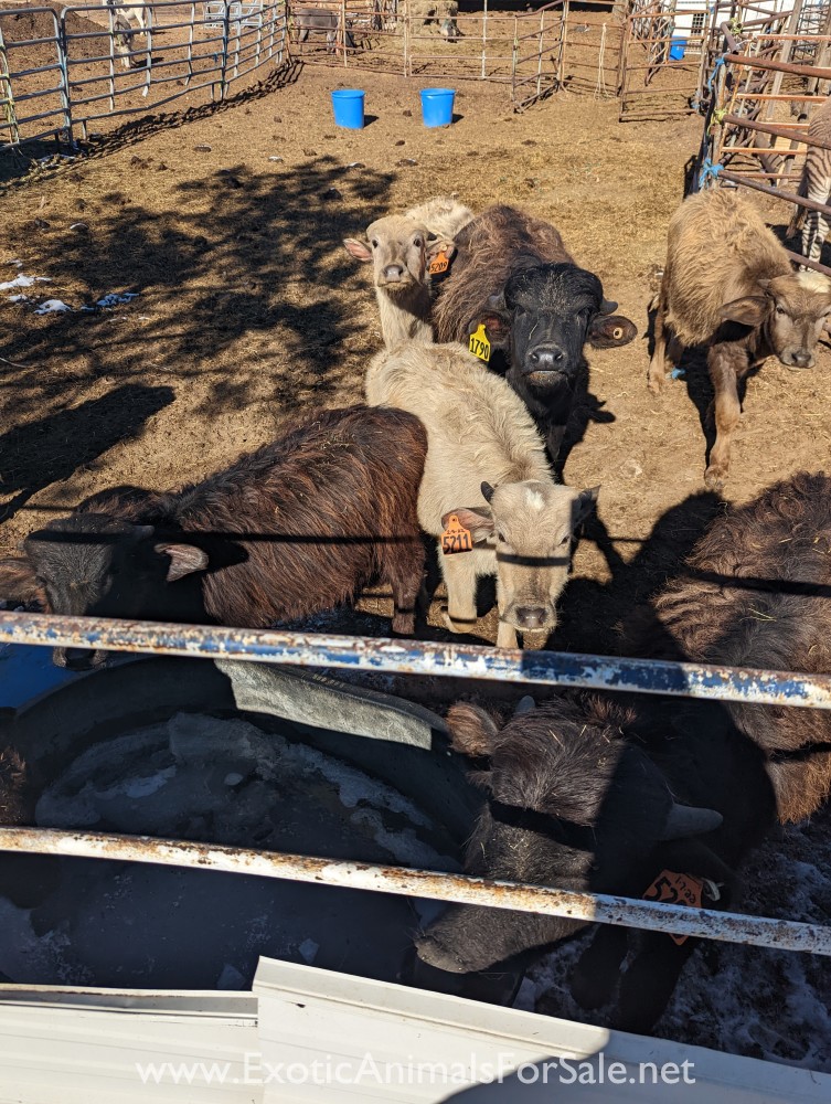 Yearling water buffalo for Sale