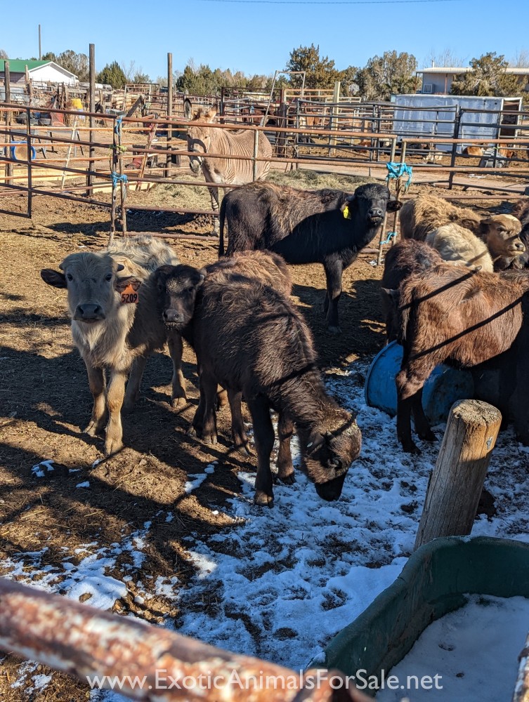 Yearling water buffalo for Sale