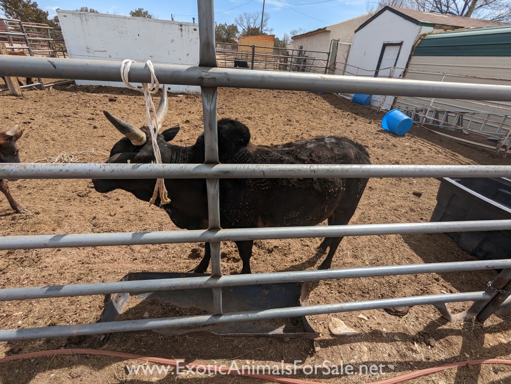 Miniature zebu cattle for Sale