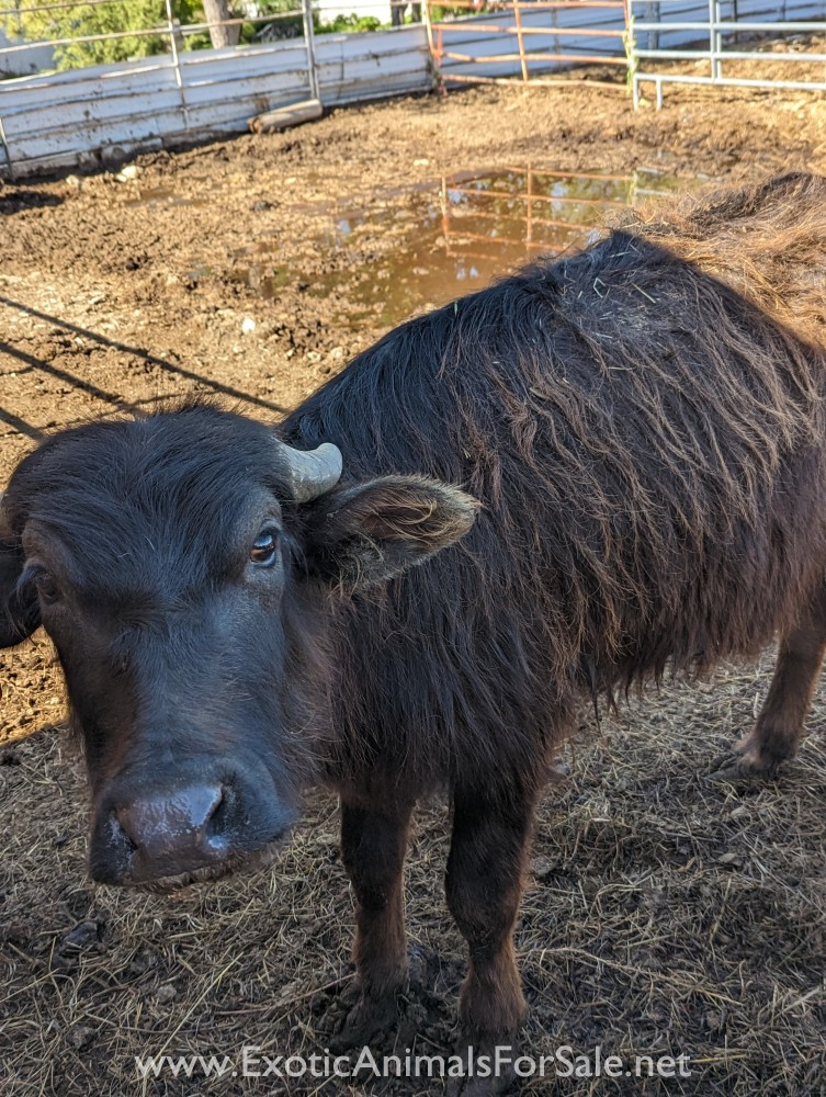 Yearling water buffalo for Sale