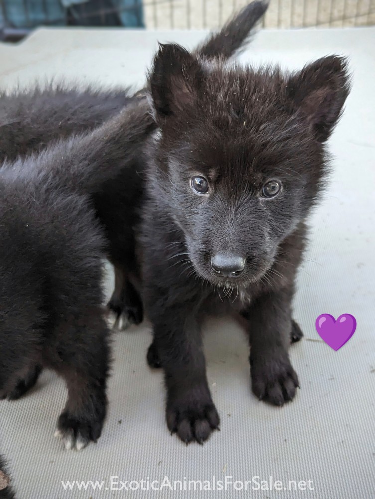 Wolfdog Puppies Available Now for Sale