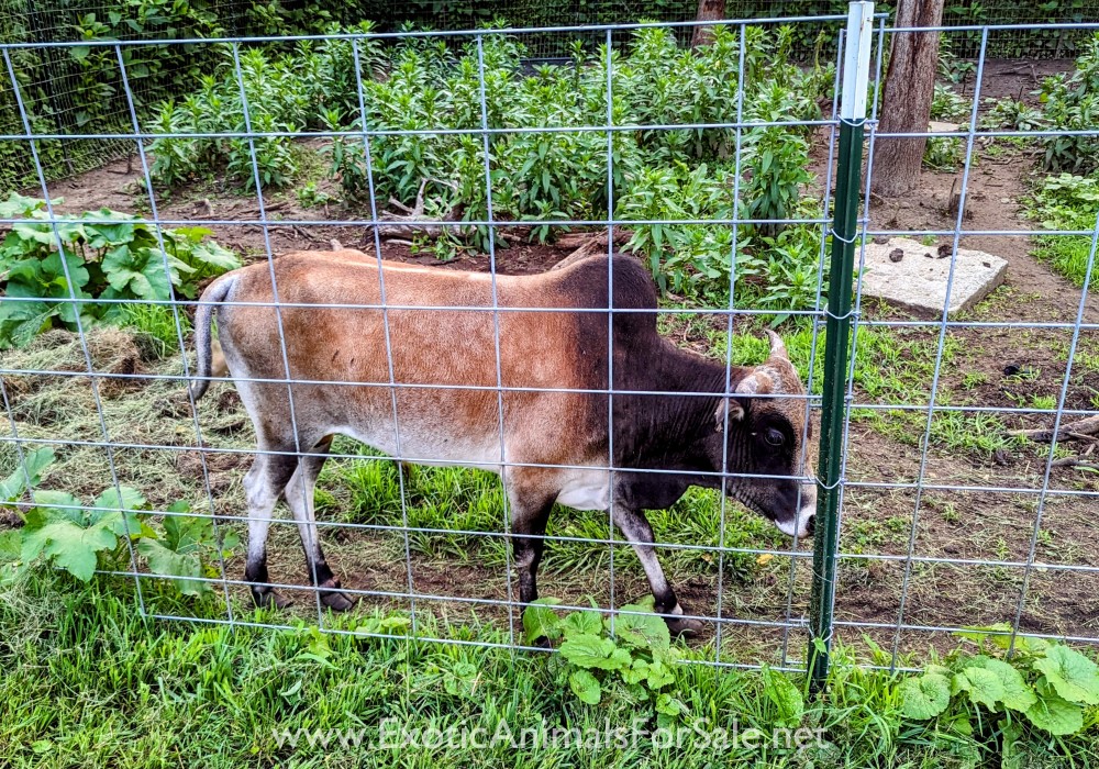 Mini Zebu for Sale