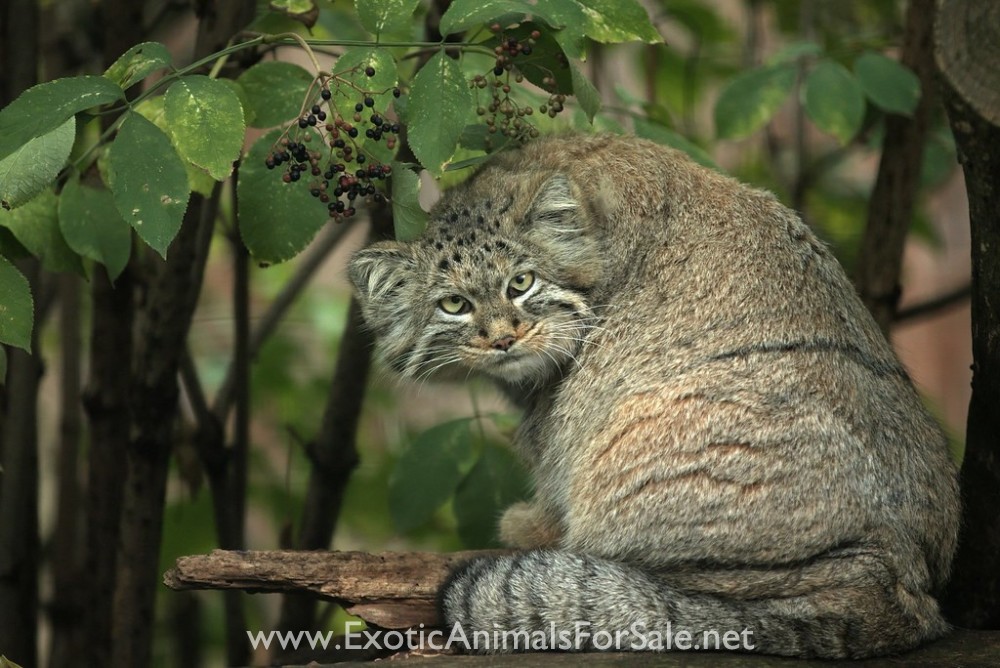 🔥 The oh so floofy Pallas Cat. Sadly not a domestic house cat