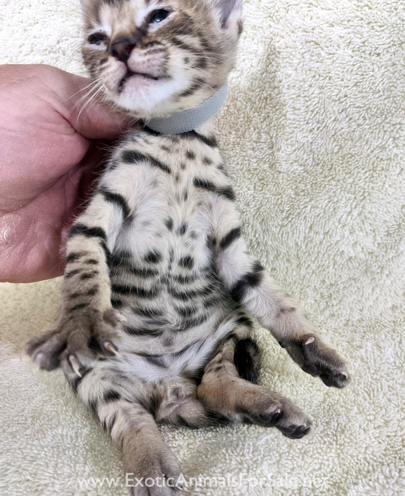 F3 Savannah Kitten "PICKLE" girl for Sale
