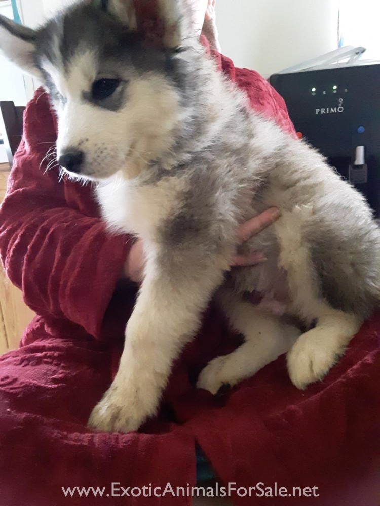 Timber Dogs for Sale