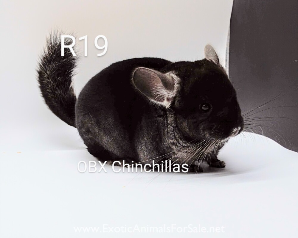 Black Velvet Ebony Chinchilla for Sale
