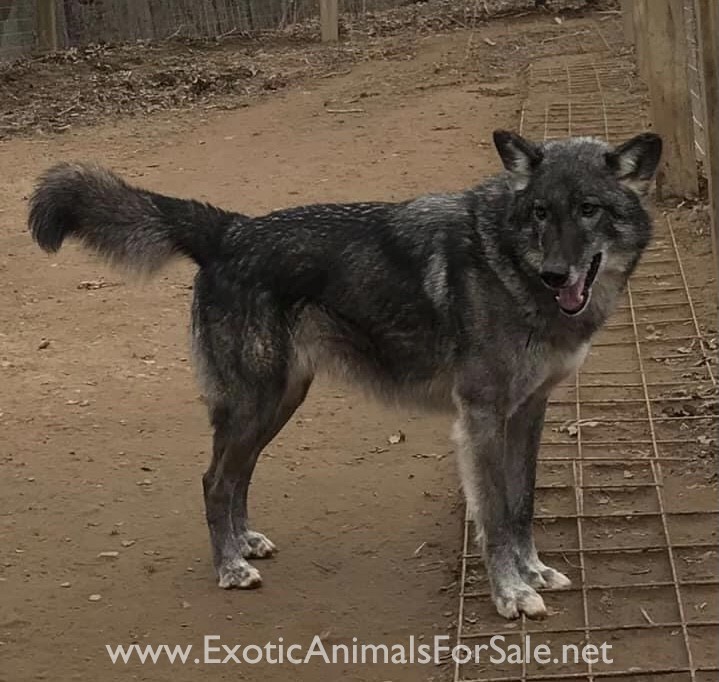 Wolf Dog pups for Sale