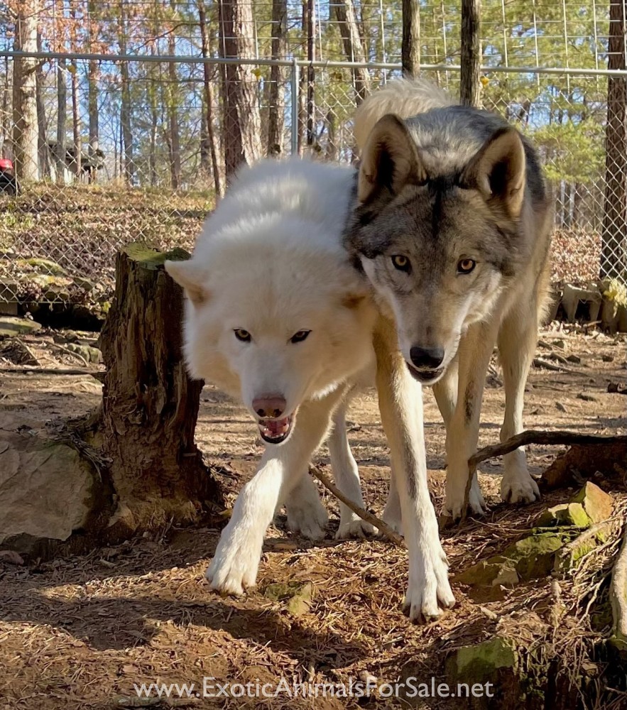 Howling Hickory Hollow ( Low Content puppies for sale) for Sale