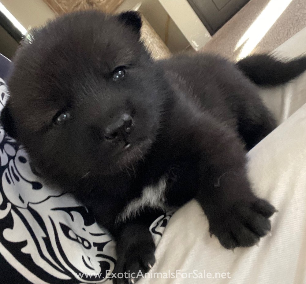 Howling Hickory Hollow ( Low Content puppies for sale) for Sale