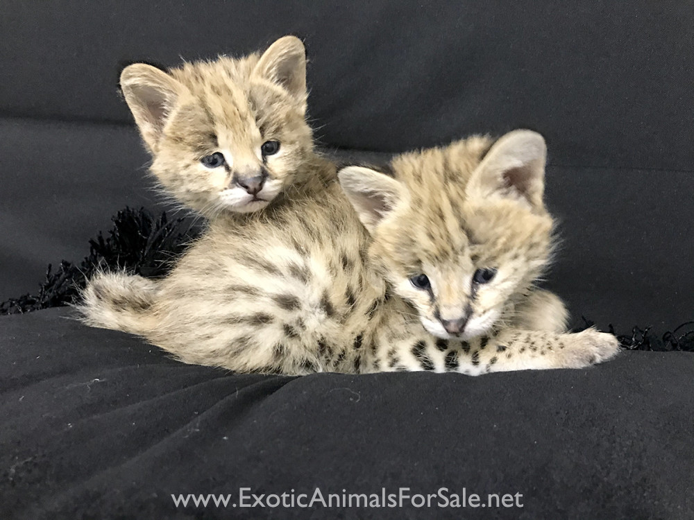 Servals For Sale