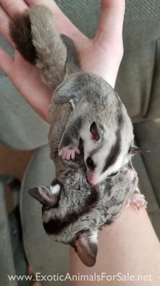 Sugar Glider Joeys for Sale
