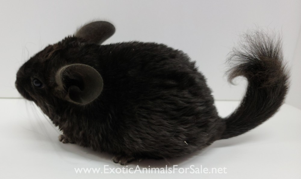 Locken Chinchillas for Sale