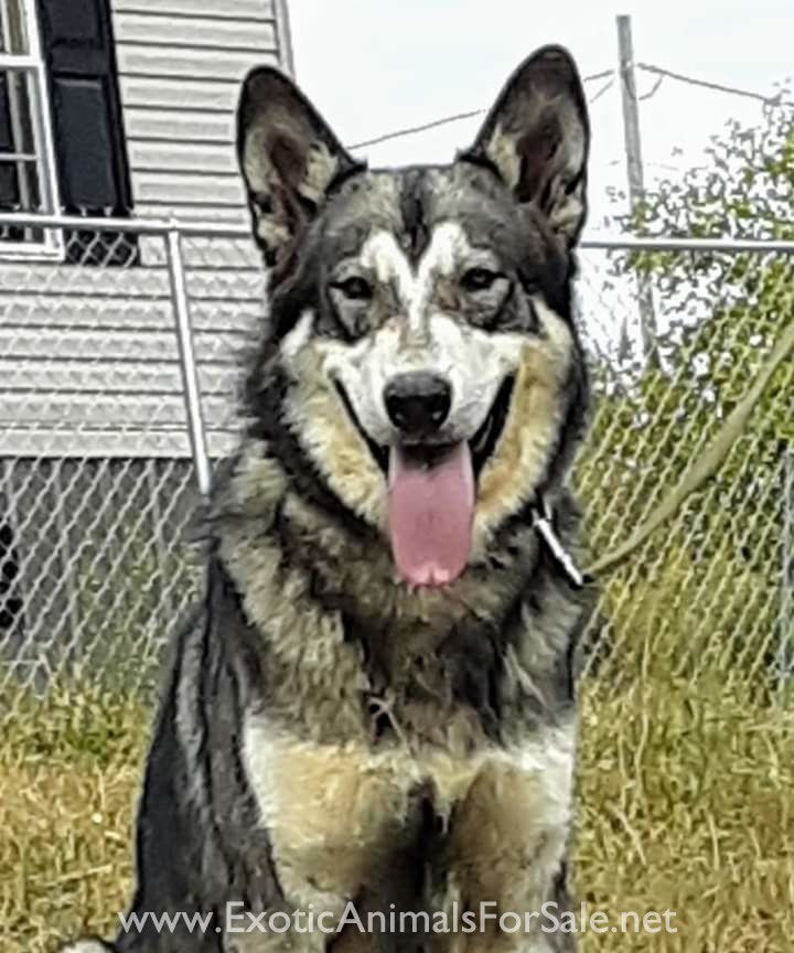 Timber Dogs for Sale