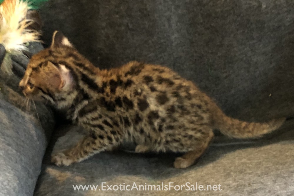Asian Leopard Cat Male for Sale