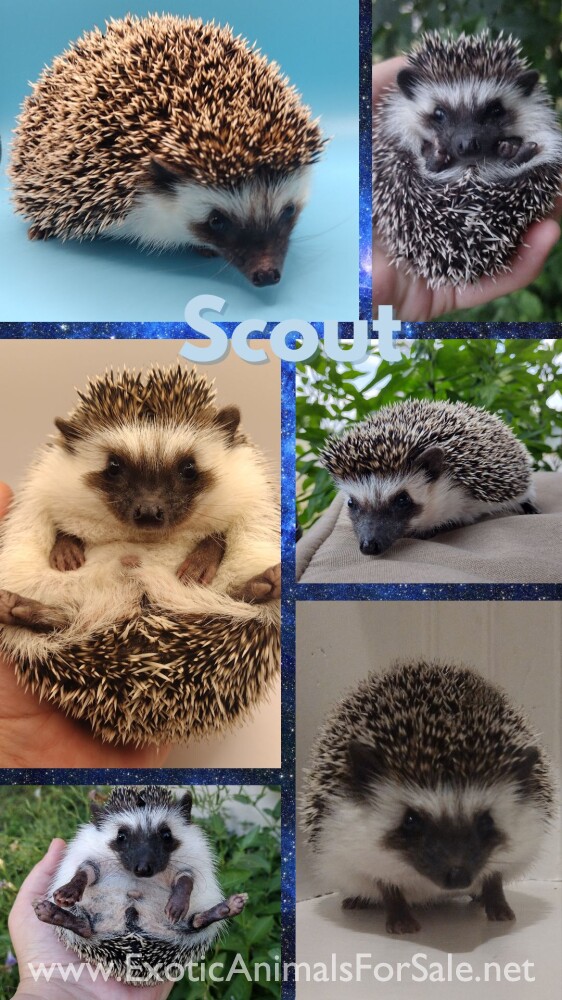Pedigreed Baby African Pygmy Hedgehogs San Antonio Texas with health