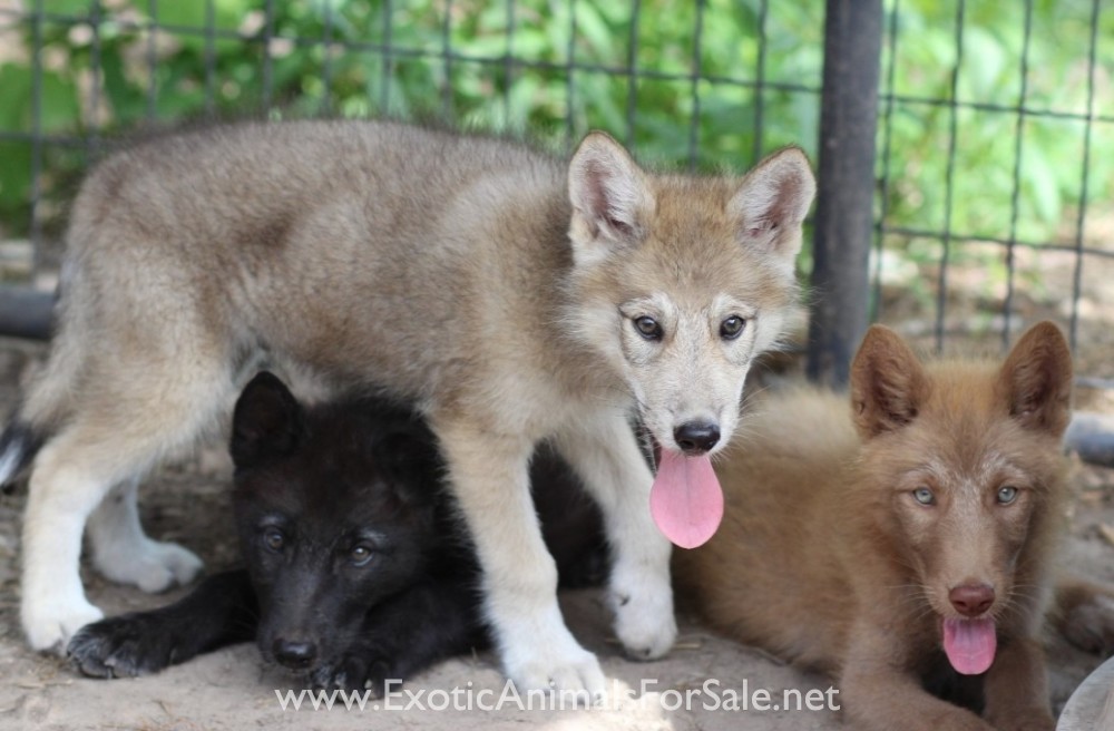 Wolves For Sale