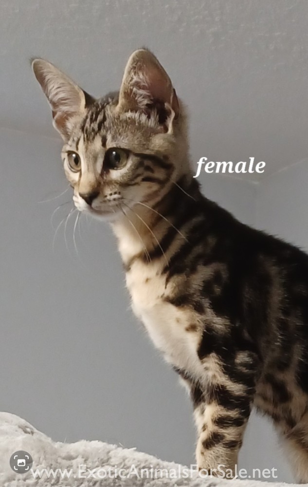 F4 Savannah kitten for Sale