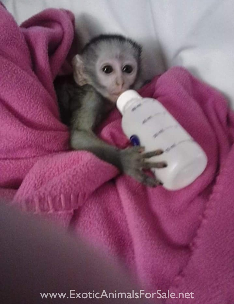 Sweet vervet baby monkeys for Sale