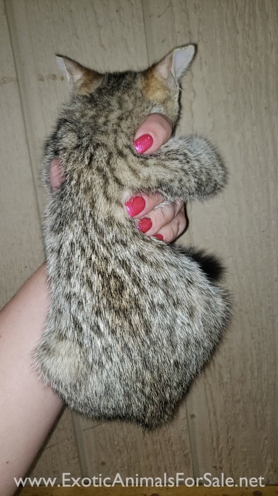 Jungle curl kitten for Sale
