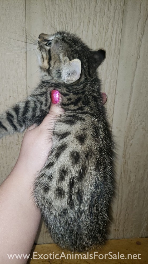 Jungle curl kitten for Sale