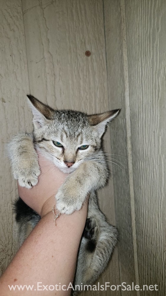 Jungle curl kitten for Sale