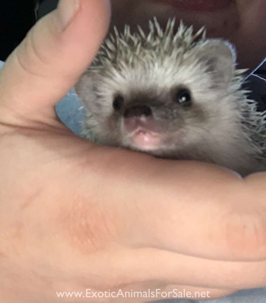 2 Month Old Hedgehogs for Sale