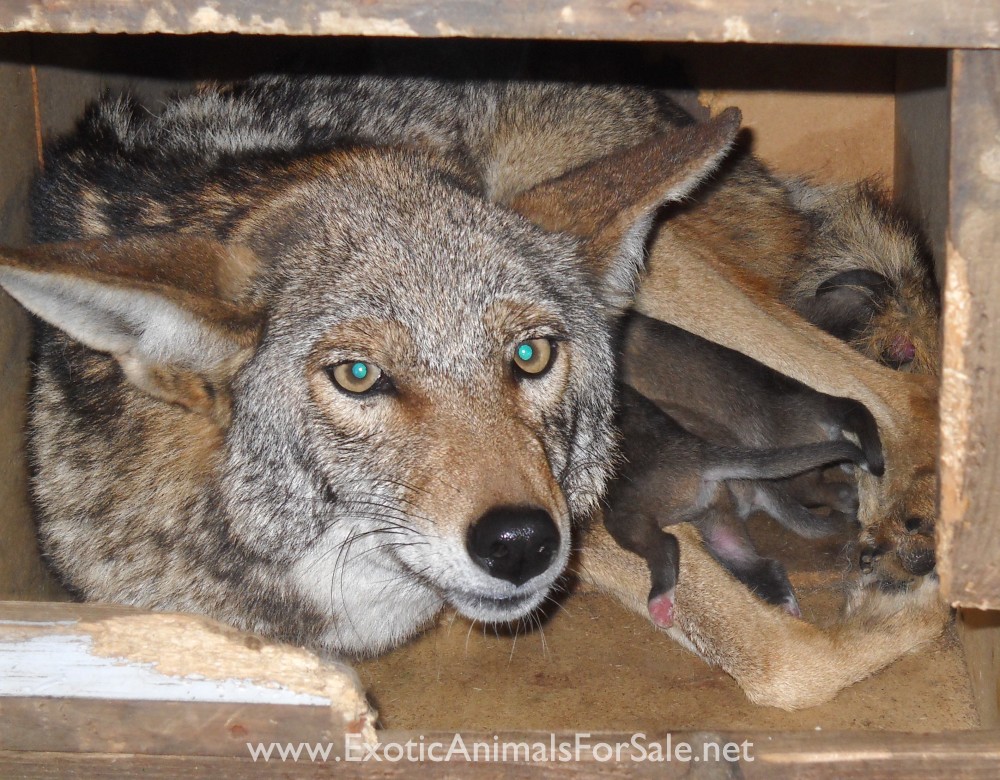 COYDOG PUPPIES for Sale