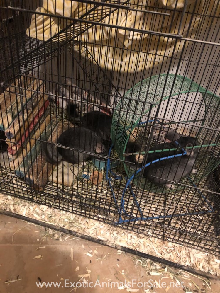 baby chinchillas for Sale