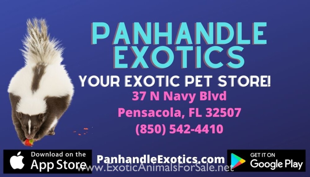 Skunks! Several colors! for Sale