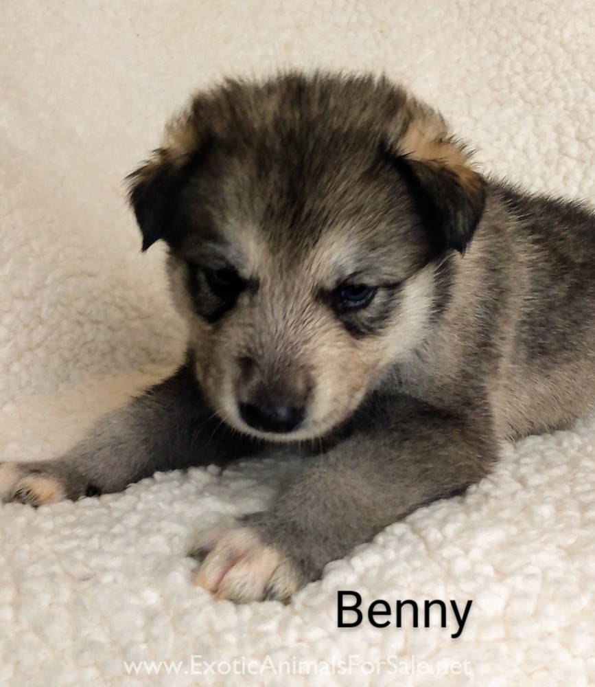 Western Timber Dogs for Sale