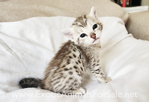 Champion F3 Savannah Kitten Male "Sunny" for Sale