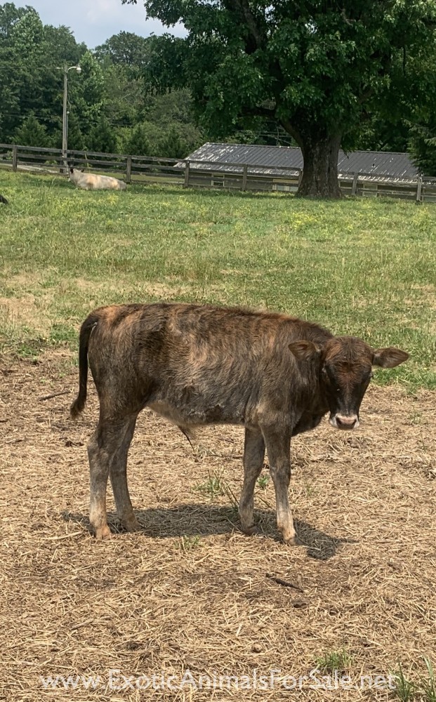 Zebu Herd of 6 for Sale
