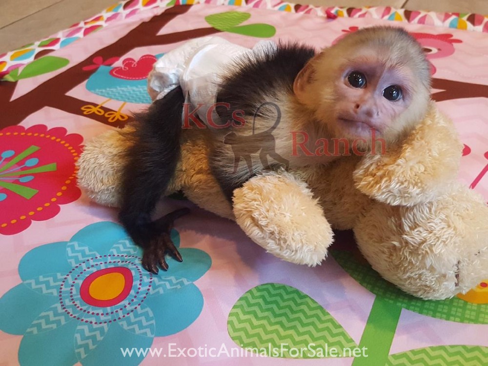 Capuchin Monkeys For Sale