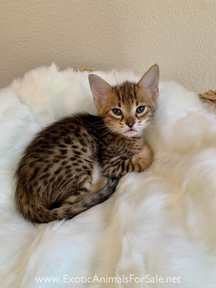 High Percentage F3 Savannah Kittens Spring Litter! for Sale