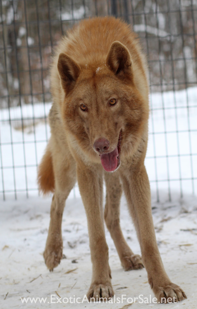 Liver wolfdog for Sale