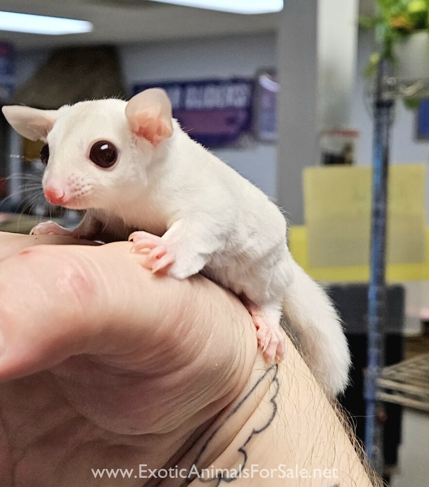 Sugar Glider SALE! Financing & transport available! for Sale