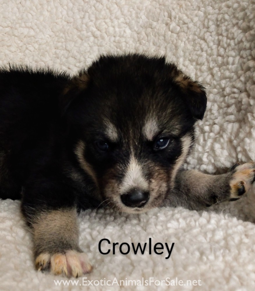 Western Timber Dogs for Sale