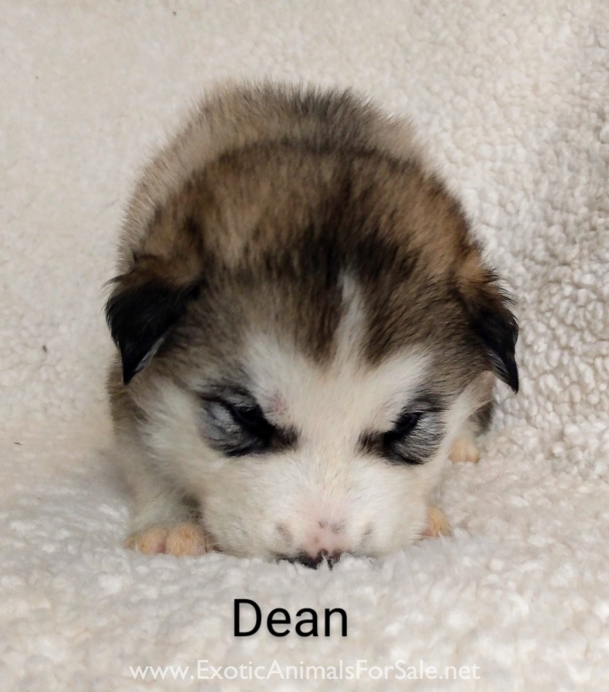 Western Timber Dogs for Sale