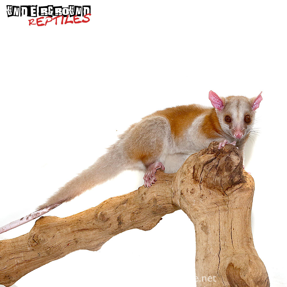 Derby's Woolly Opossum for Sale