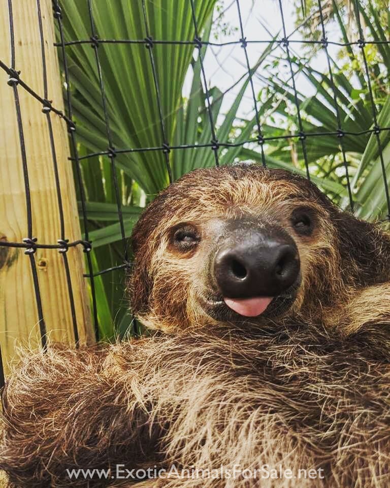 Pair of Breeding Sloths for Sale