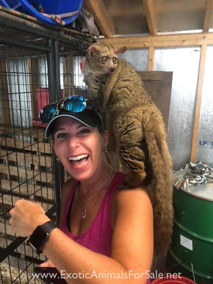 Bush Baby Male for Sale