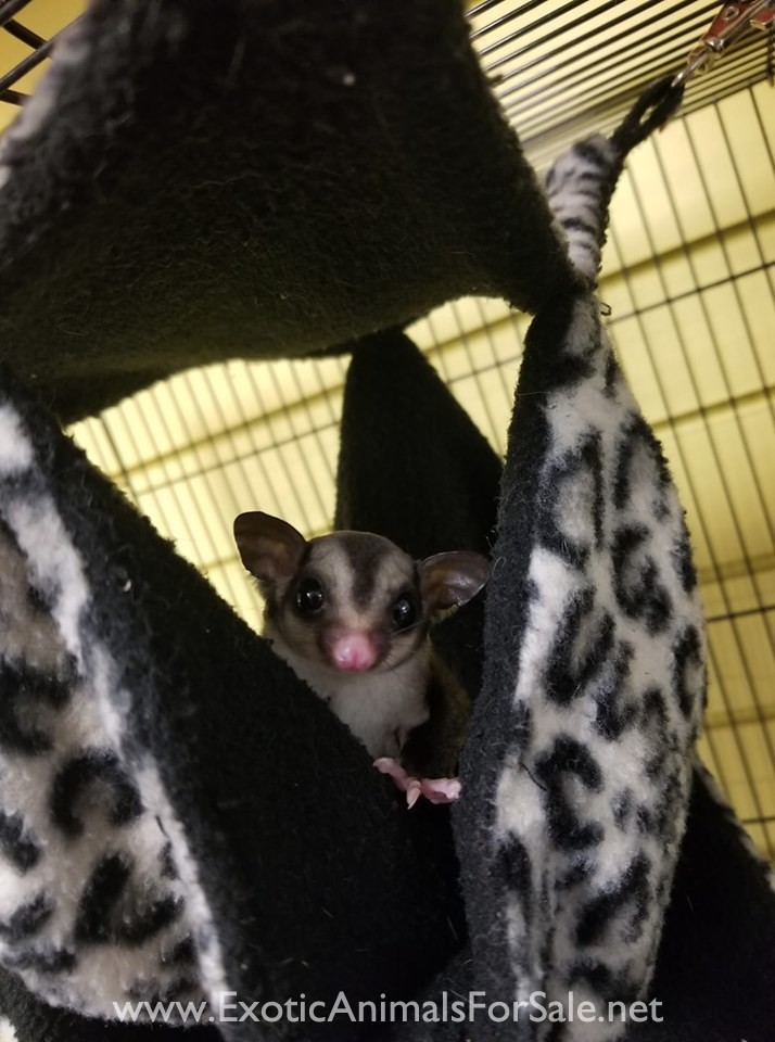 23+ Sugar Gliders Good Apartment Pets