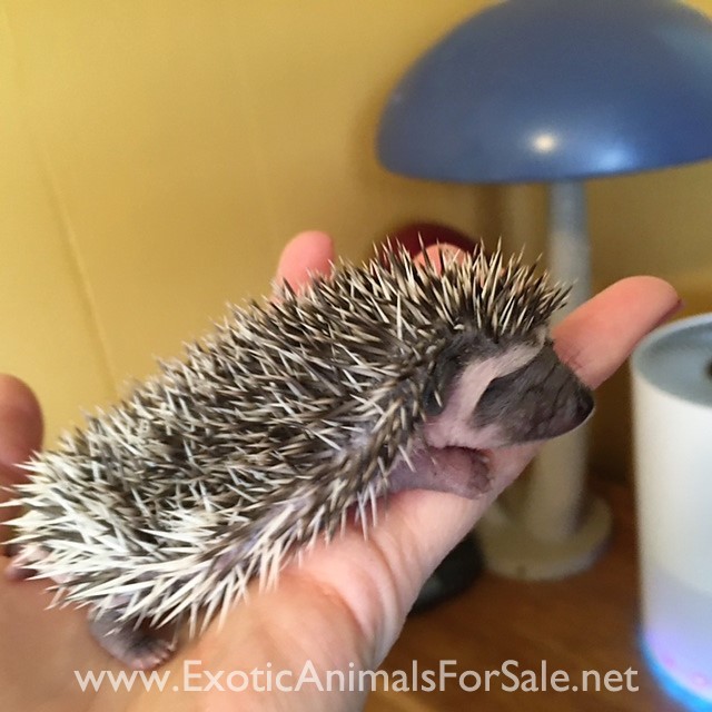 Baby Hedgehogs for sale in Colorado for Sale
