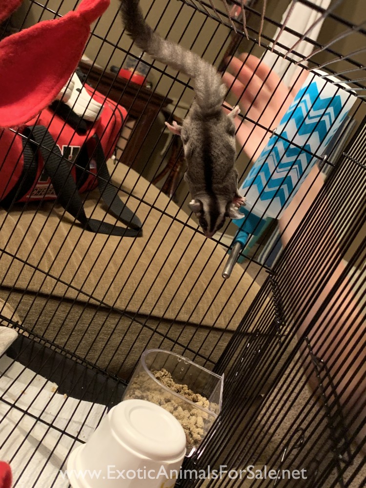 Sugar Gliders for Sale
