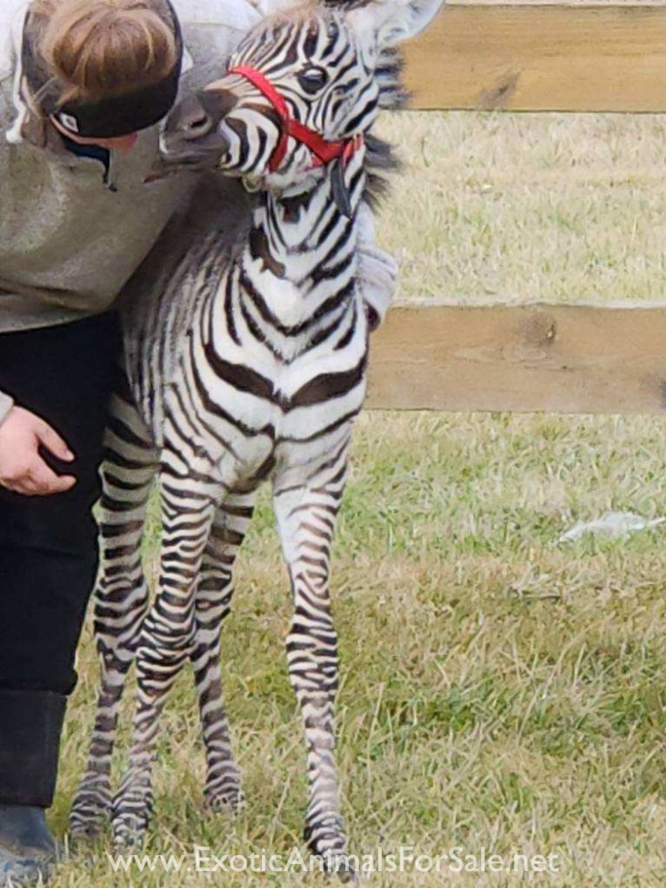 Grants Zebra Filly for Sale