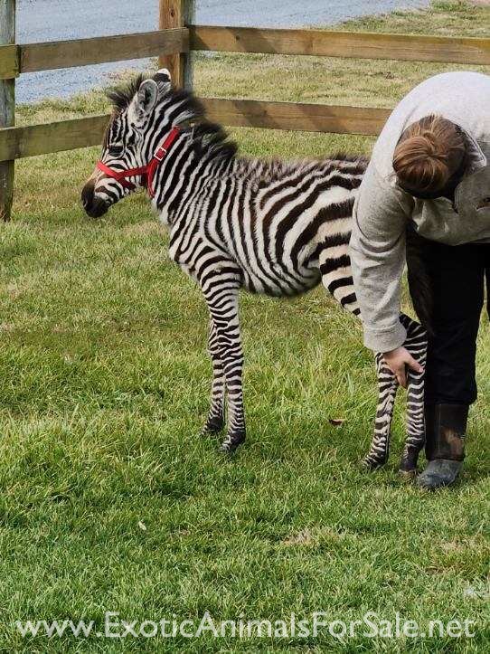 Grants Zebra Filly for Sale